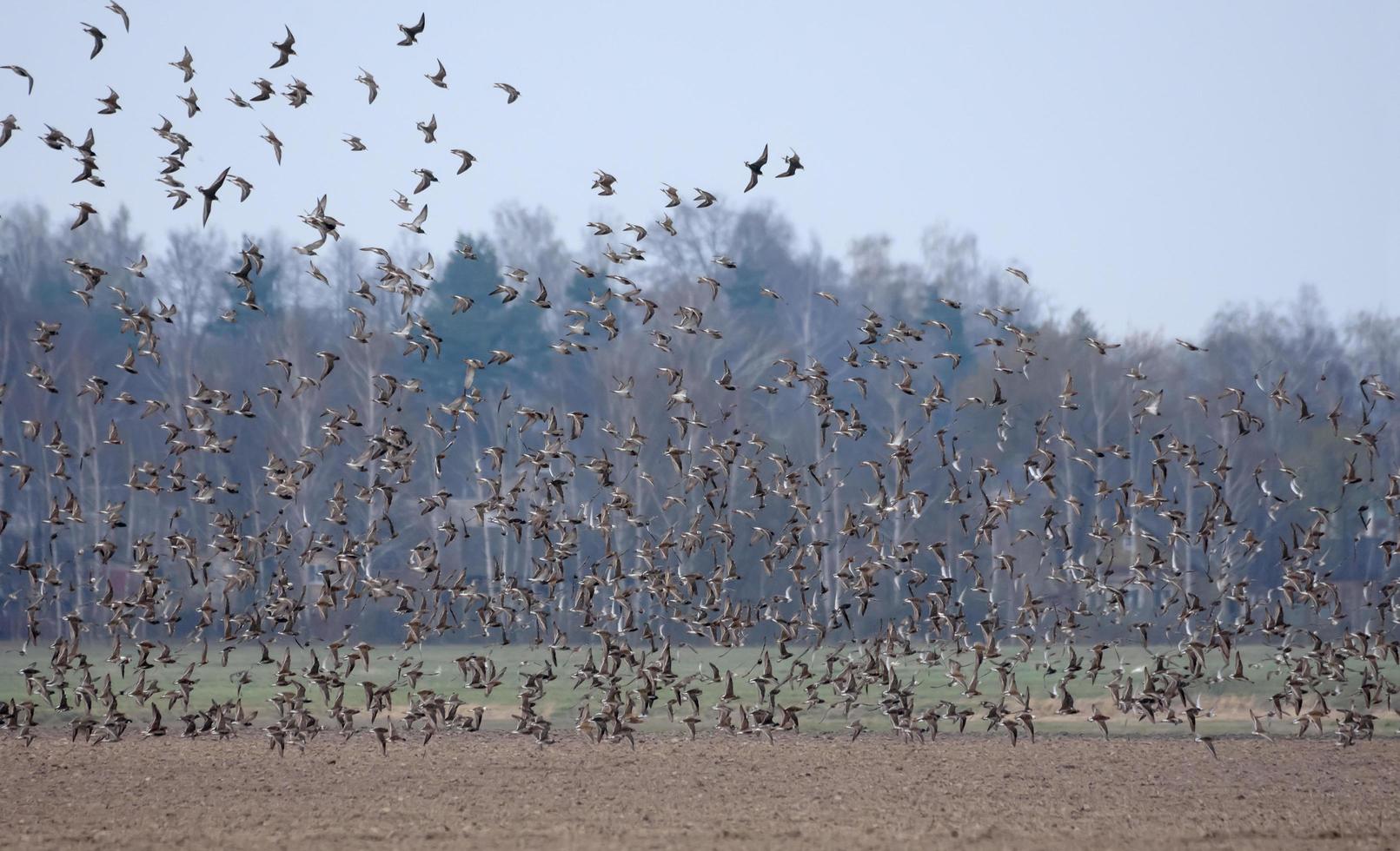 reusachtig kudde van kemphanen - calidris pugnax - vliegend en cirkelen over- leeg aarde gedurende voorjaar migratie foto