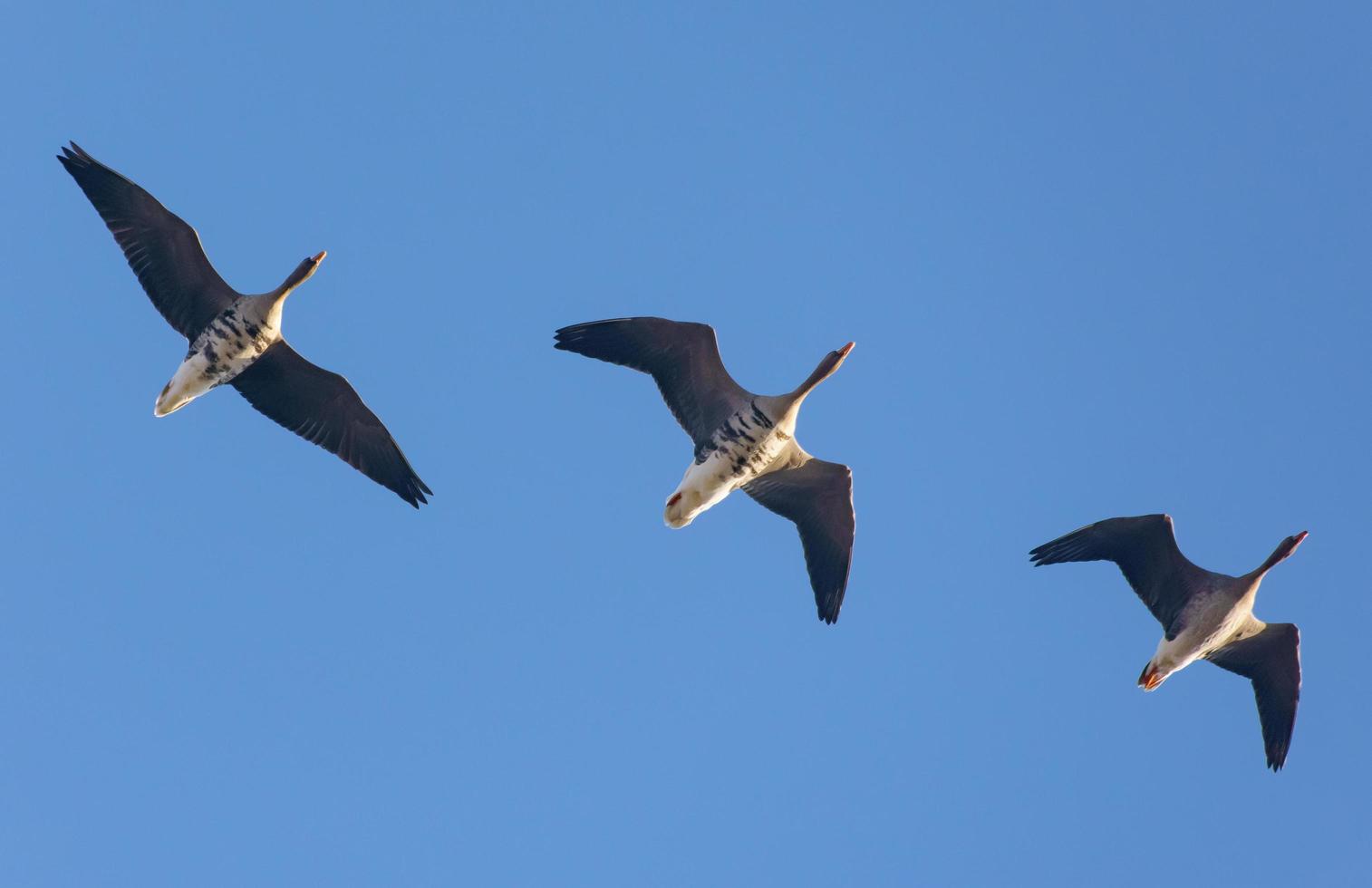 drie volwassen groter witvoorhoofd ganzen - anser albifrons - vlieg bovenstaand in ochtend- blauw lucht foto