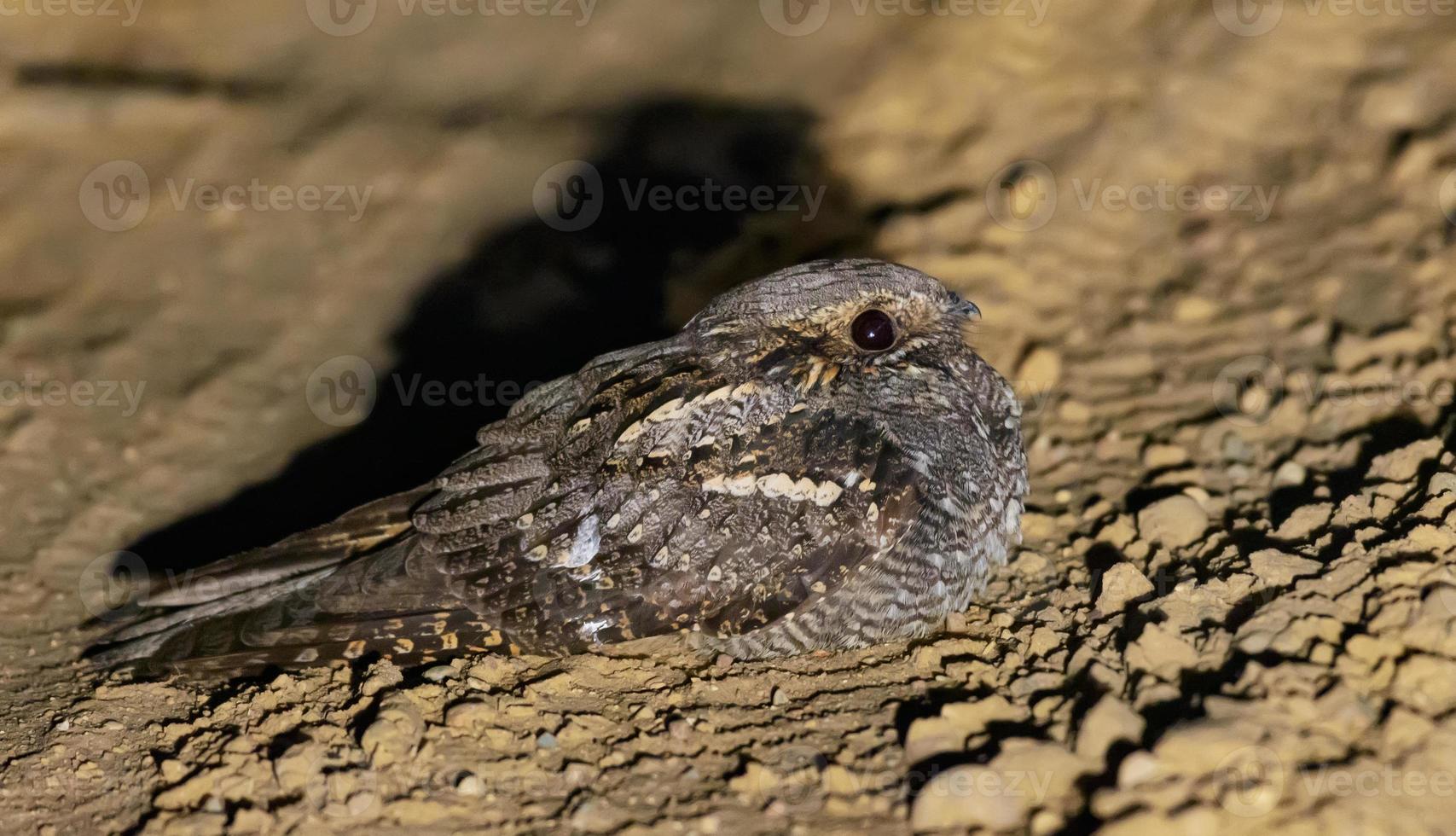 dapper Europese nachtzwaluw - caprimulus europaeus - zit en rust Aan Woud weg Bij voorjaar nacht foto