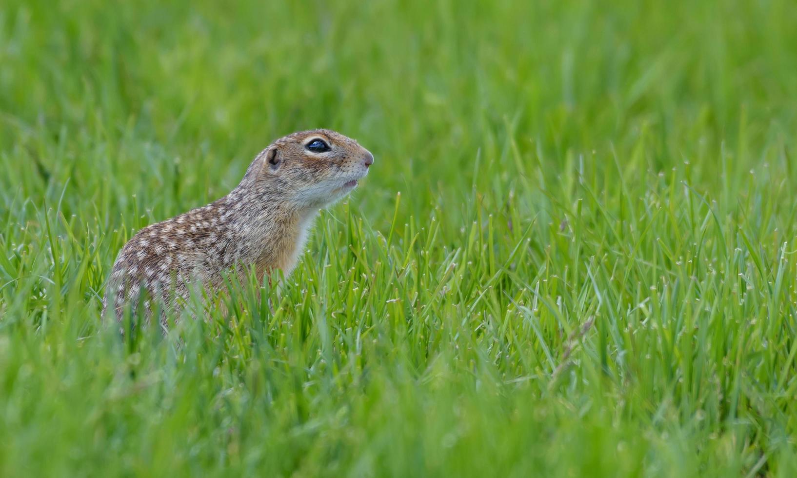 gespikkeld grond eekhoorn of gevlekte souslik - spermophilus suslicus - zit Bij rijk groen grasland foto