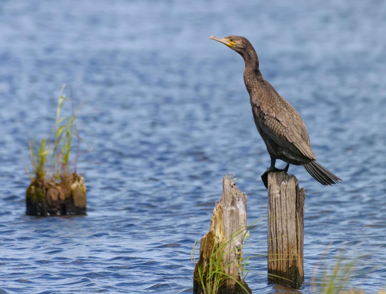 Super goed aalscholver - phalacrocorax koolhydraten - poseren Aan droog stomp in blauw water rivier- foto