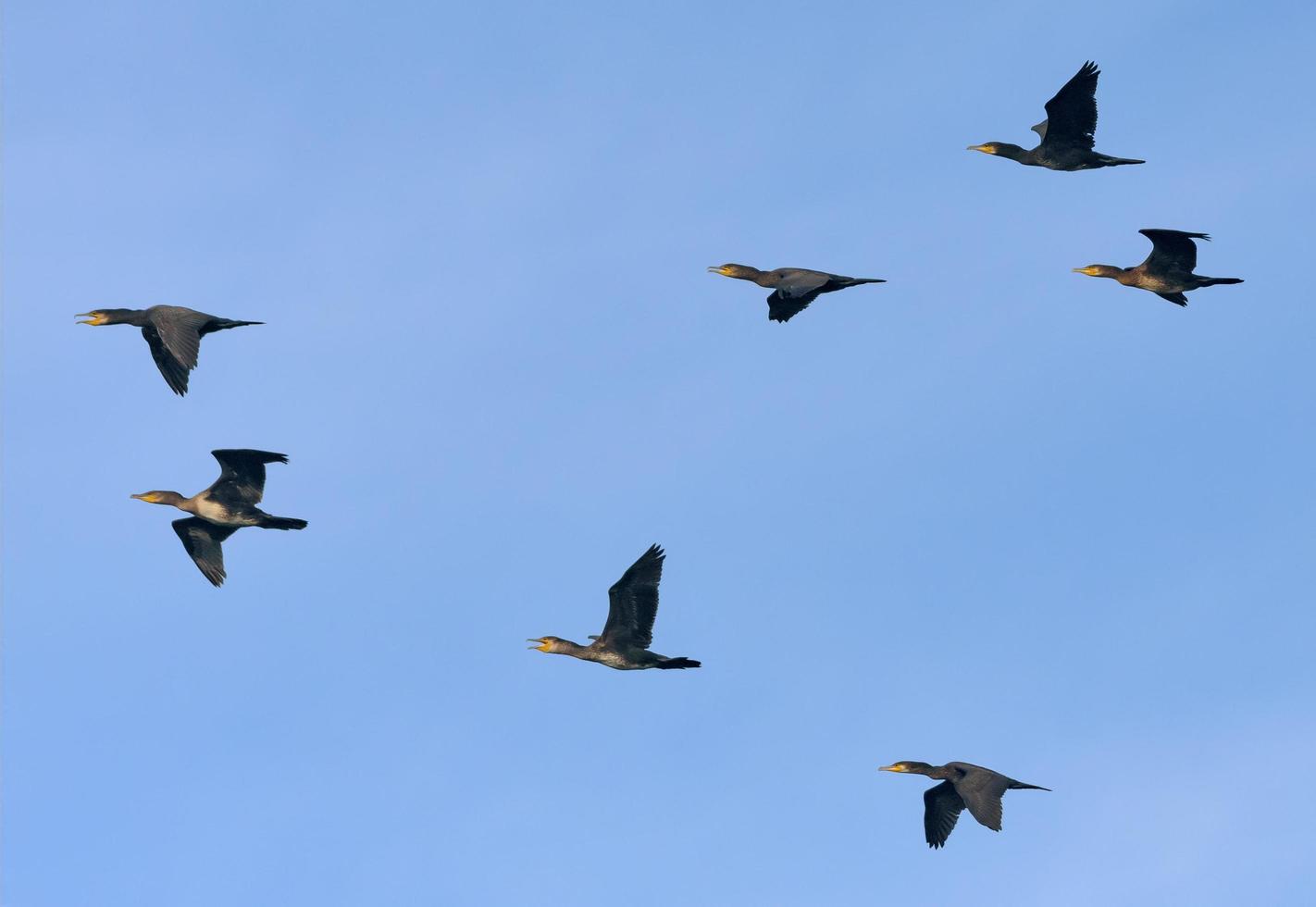 groot kudde van Super goed aalscholvers - phalacrocorax koolhydraten - vliegend samen in blauw lucht foto