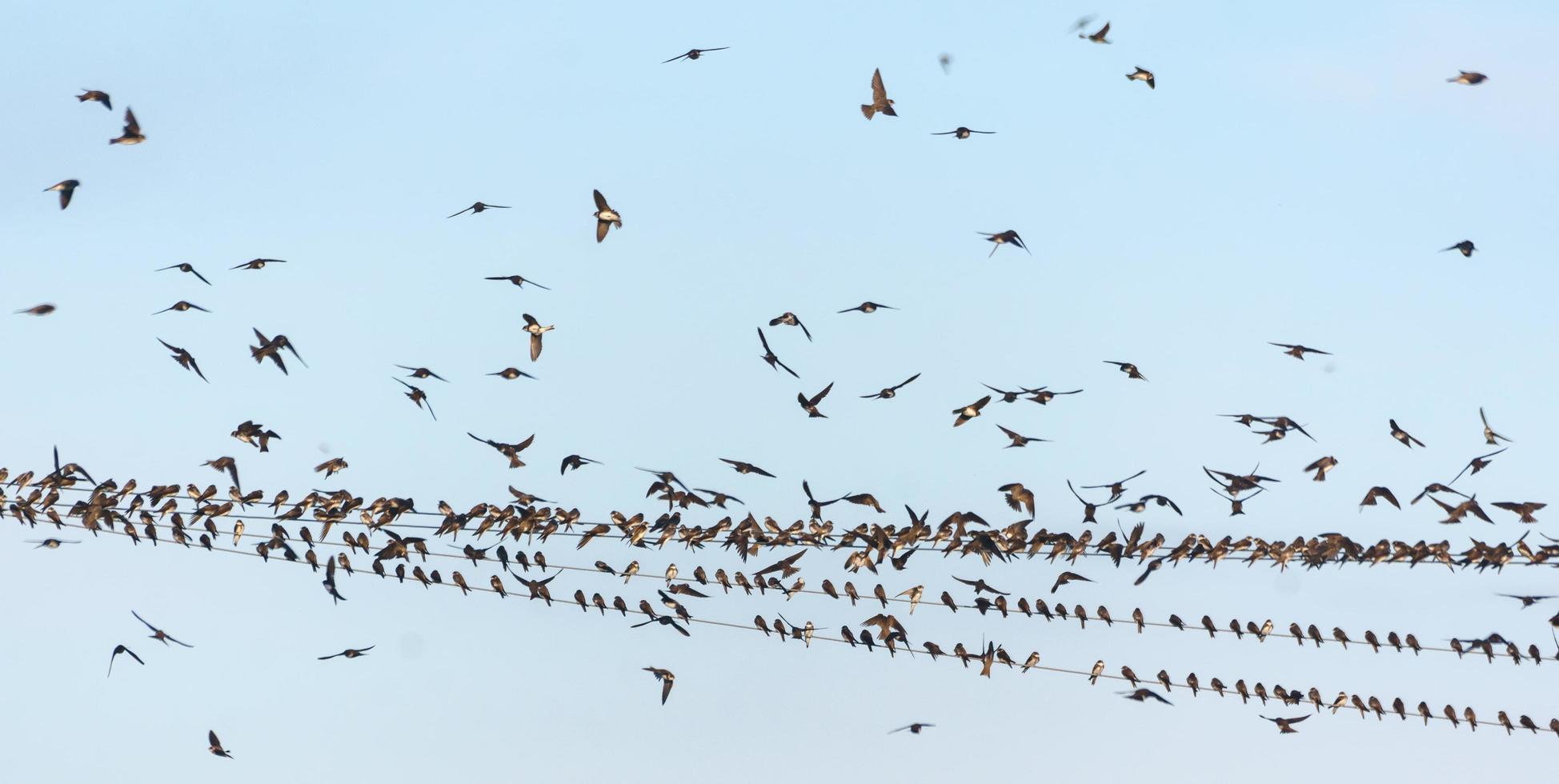 groot kudde van zwaluwen en zand martins - oeverstaten oeverstaten - zit Aan draden voordat herfst migratie foto