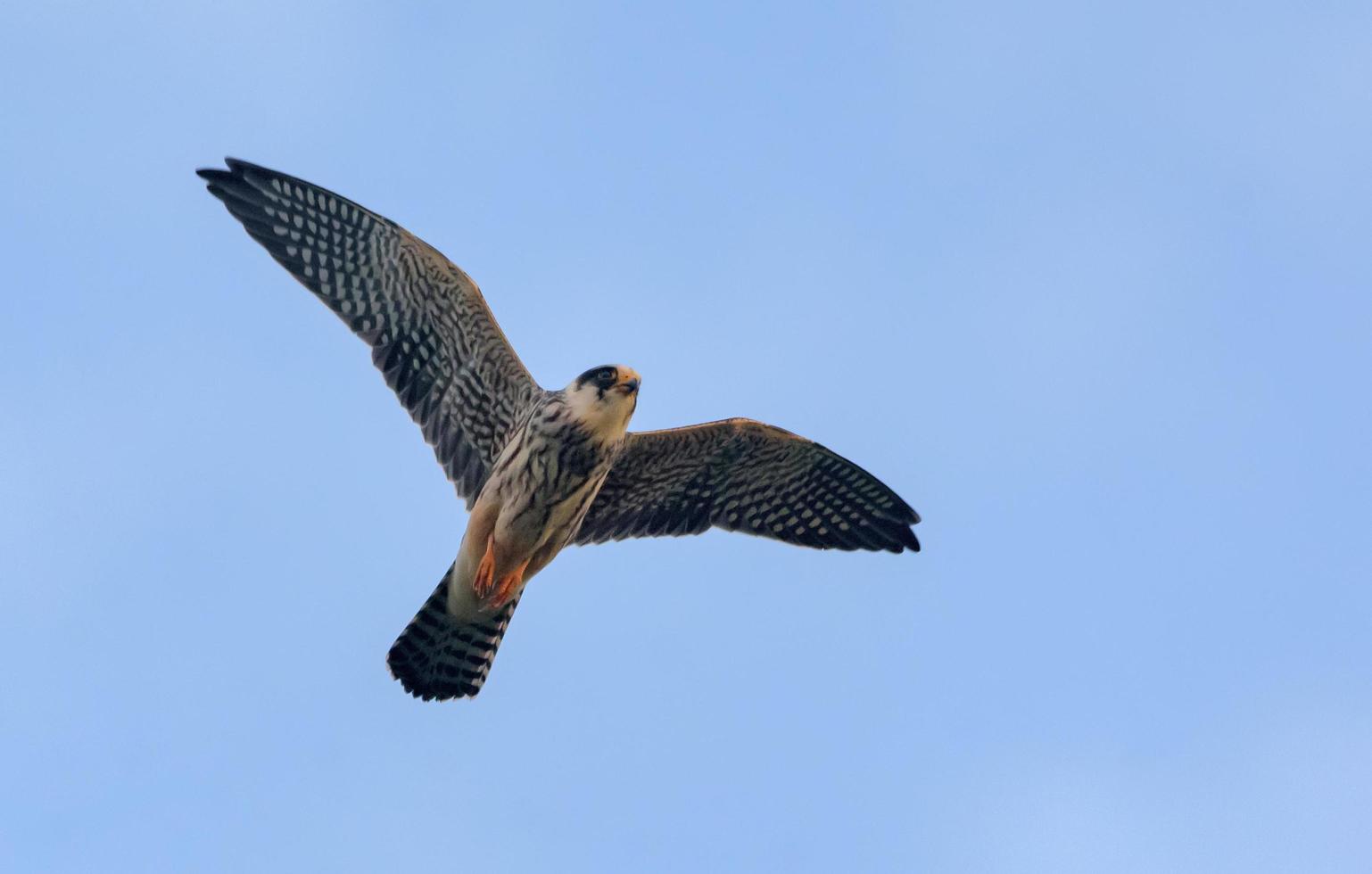 jong roodvoetig valk - falco vespertinus - in snel vlucht met uitgerekt Vleugels en staart veren over- blauw lucht foto