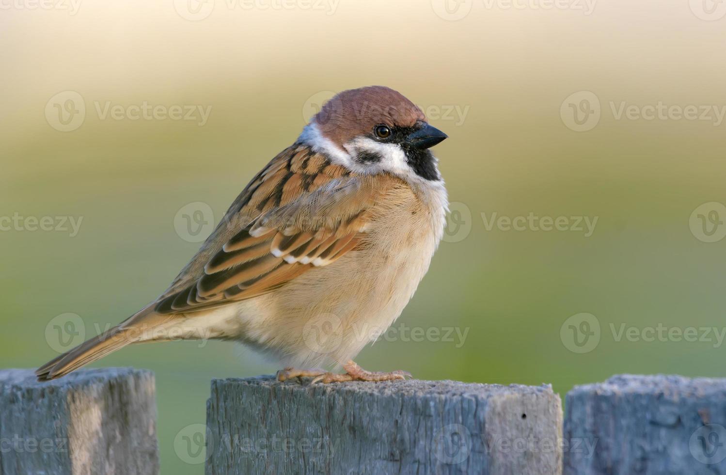 Euraziatisch boom mus - passer montanus - poseren neergestreken Aan oud op zoek houten tuin hek foto