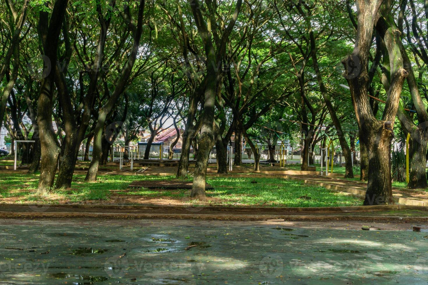 bomen Bij de openbaar park. stad park Bij banda aceh Indonesië foto