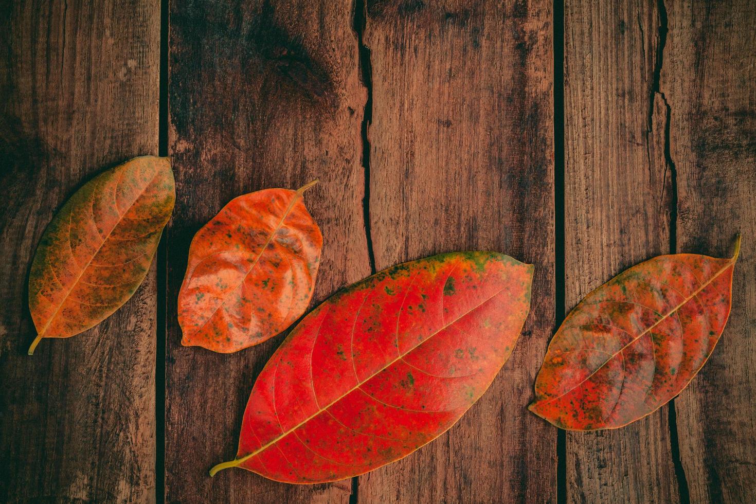 rode bladeren op hout foto