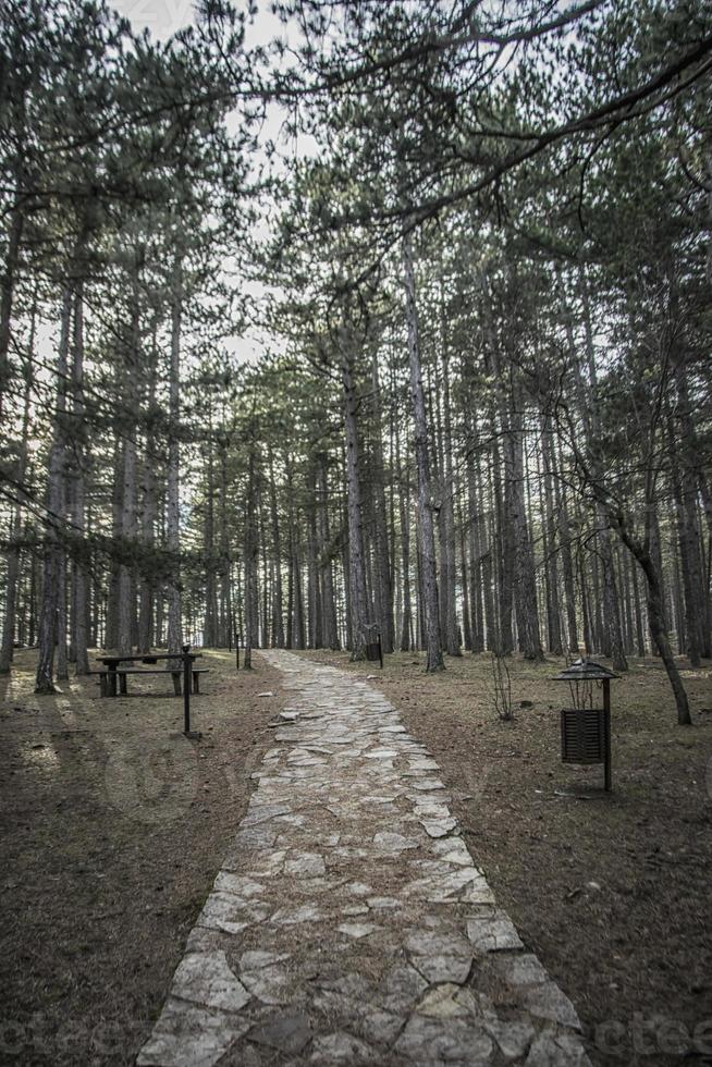 de Woud Aan de berg van tara in Servië met een zichtbaar steen spoor foto