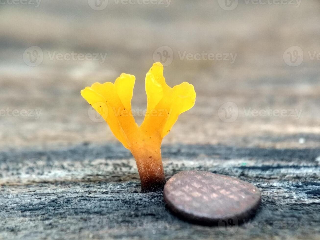 geel klein paddestoel foto