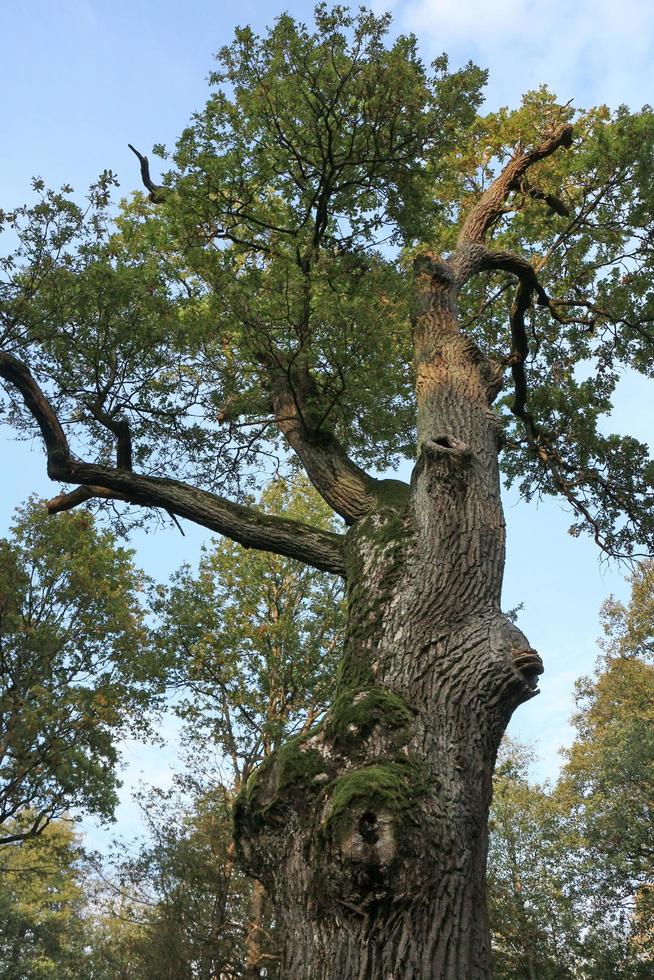 machtig reusachtig eik boom laag hoek visie structuur foto