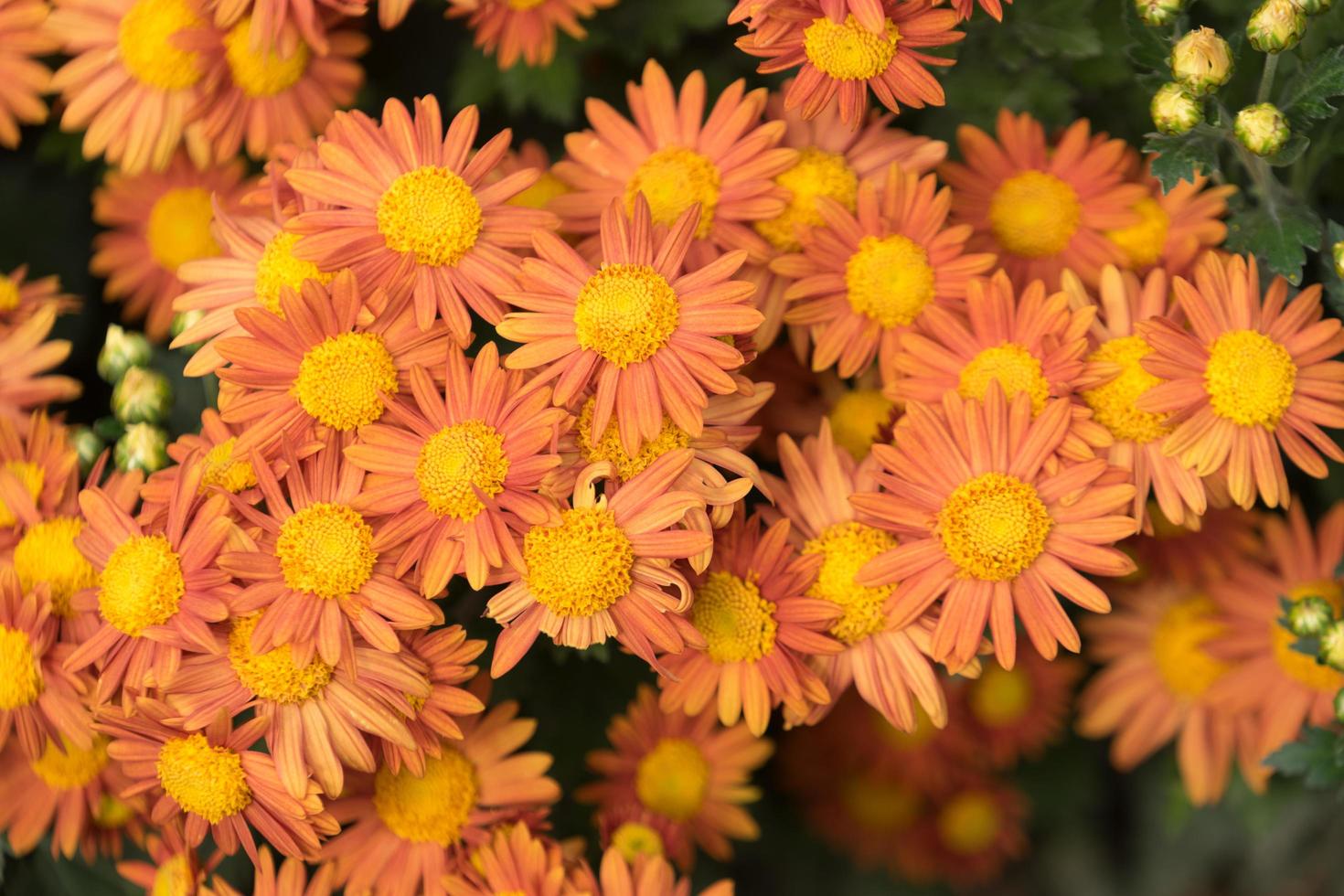close-up van Oranje chrysant bloemen foto