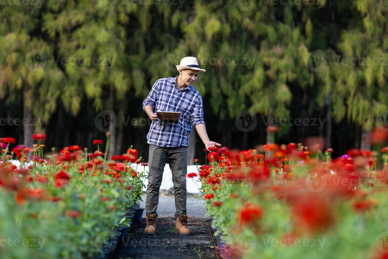 Aziatisch tuinman is nemen Notitie gebruik makend van klem bord Aan de groei en Gezondheid van rood zinnia fabriek terwijl werken in zijn landelijk veld- boerderij voor geneeskrachtig kruid en besnoeiing bloem concept foto