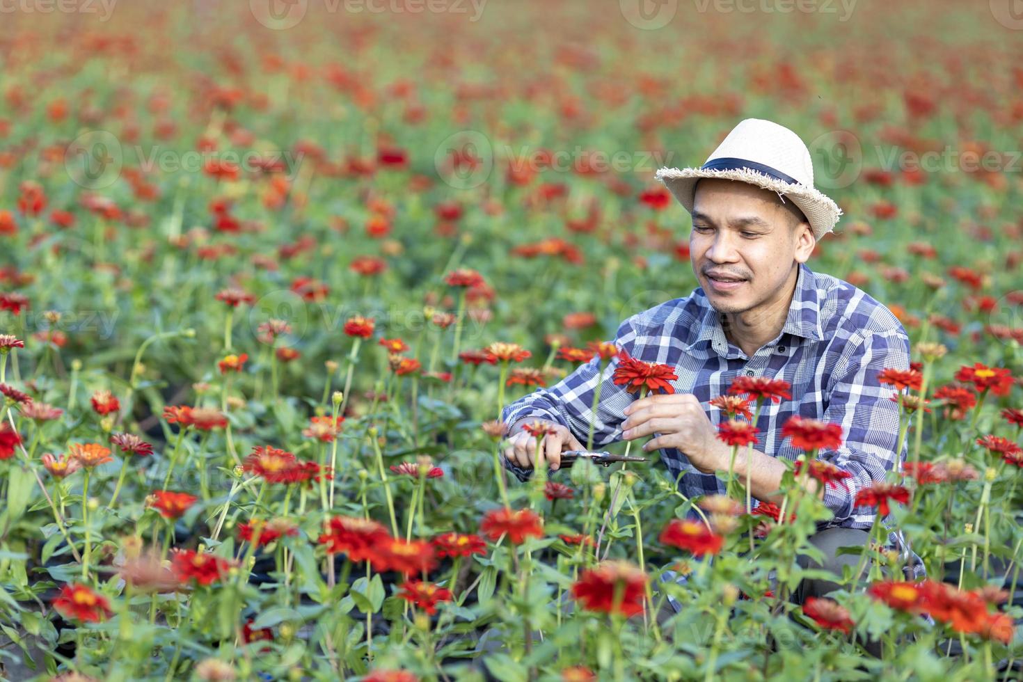 Aziatisch tuinman is snijdend zinnia bloemen gebruik makend van snoeischaar voor besnoeiing bloem bedrijf met kopiëren ruimte foto