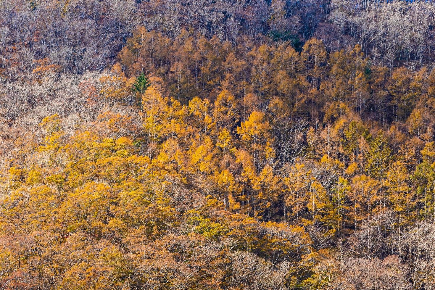 esdoorns in de herfstseizoen foto