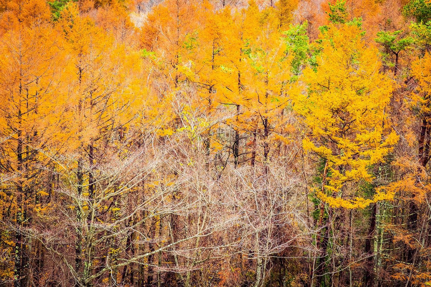 prachtige esdoorns in de herfst foto