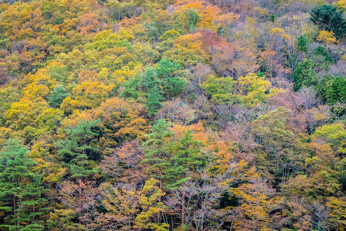 bos op een berg in de herfst foto