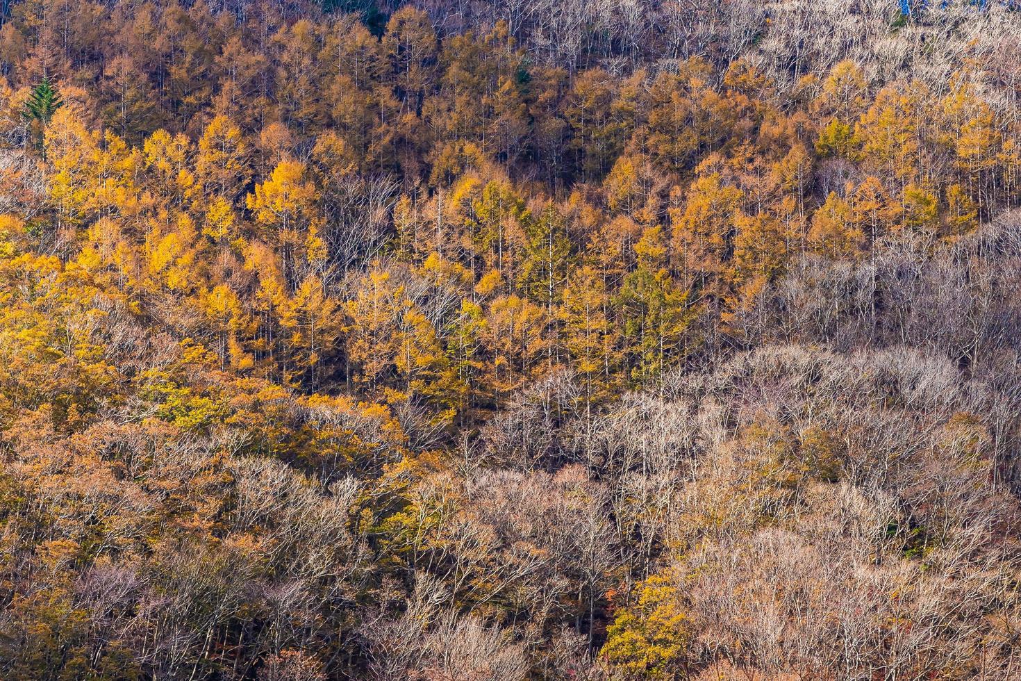 landschap met esdoorns in de herfst foto