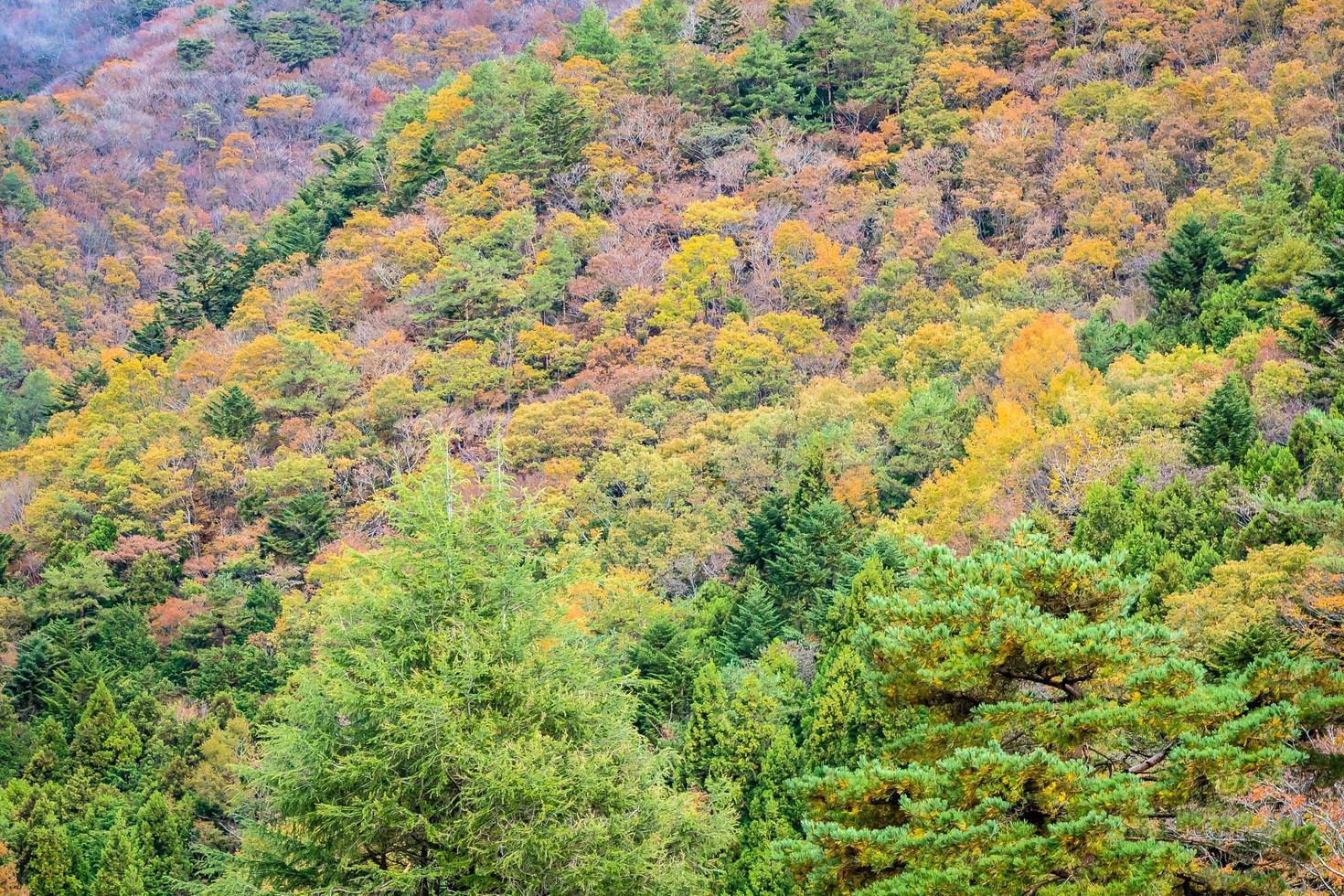 bos op een berg in de herfst foto