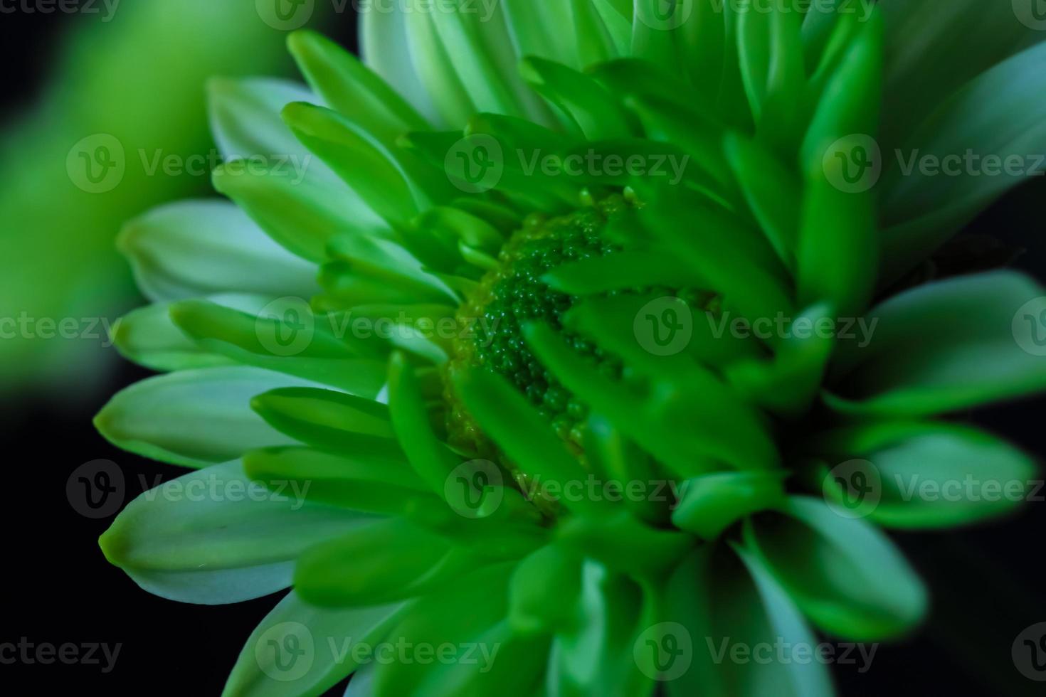 een schuin macro beeld van groen en wit bloemist madeliefje foto