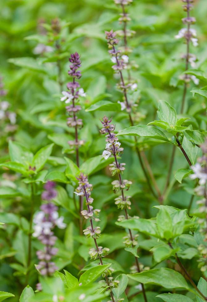 basilicum bloemen met groene bladeren foto