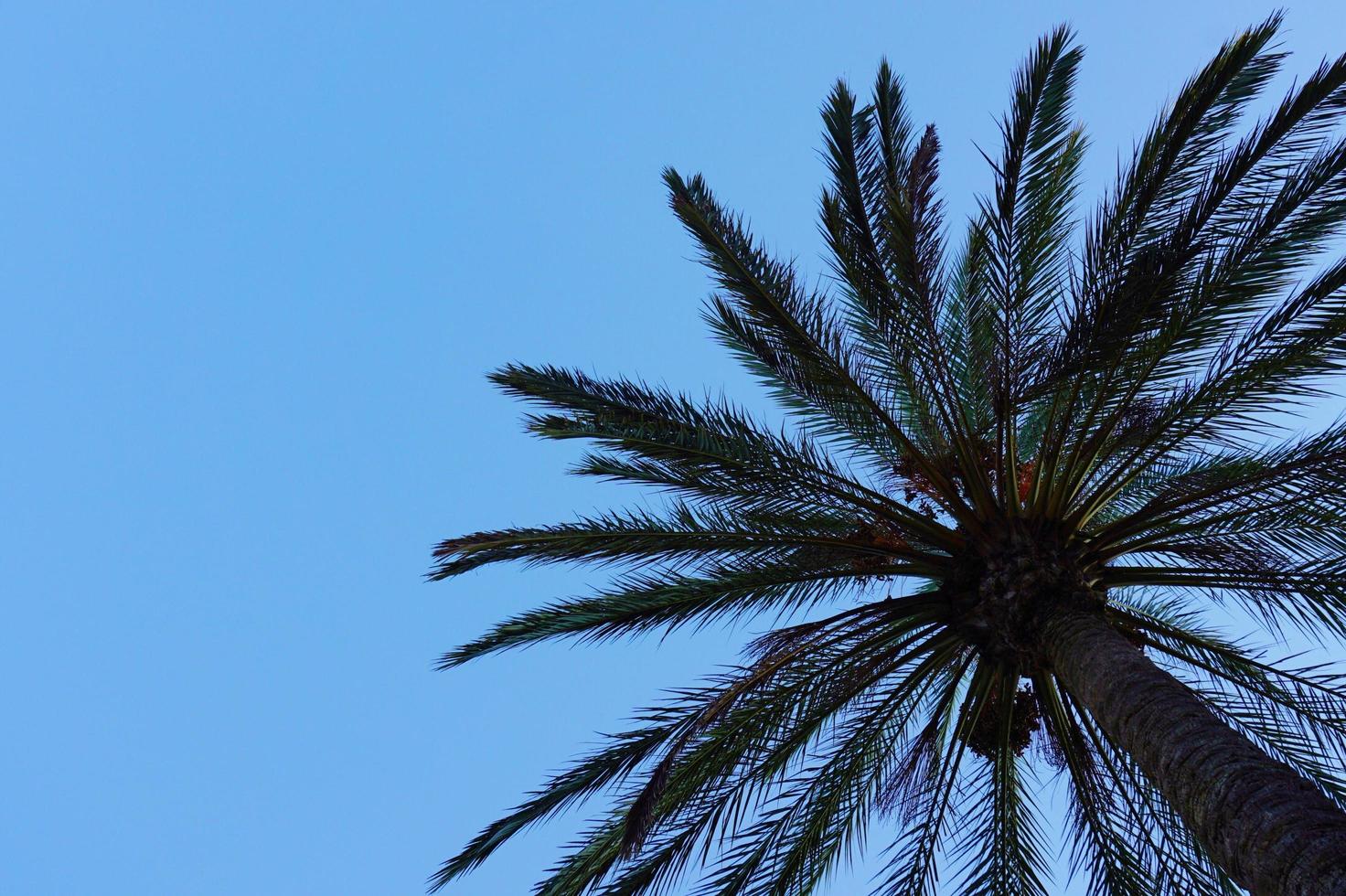 een palmboom in en blauwe lucht in de lente foto