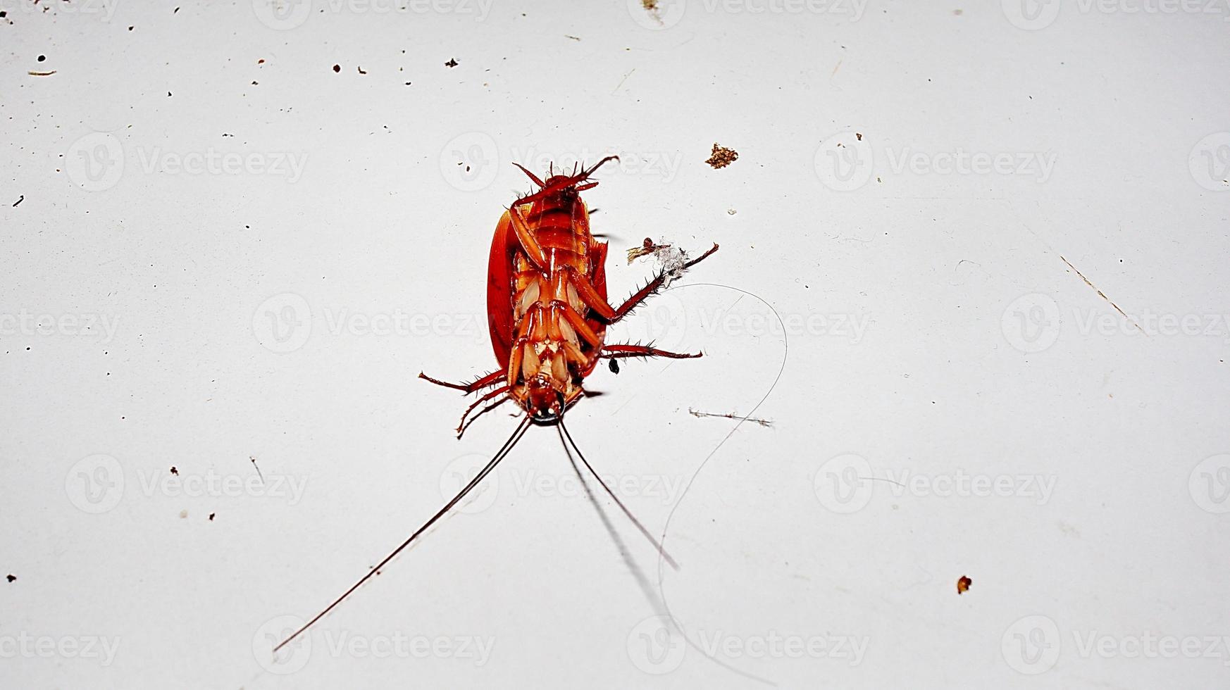 dood kakkerlak bruin insect omdraaien foto