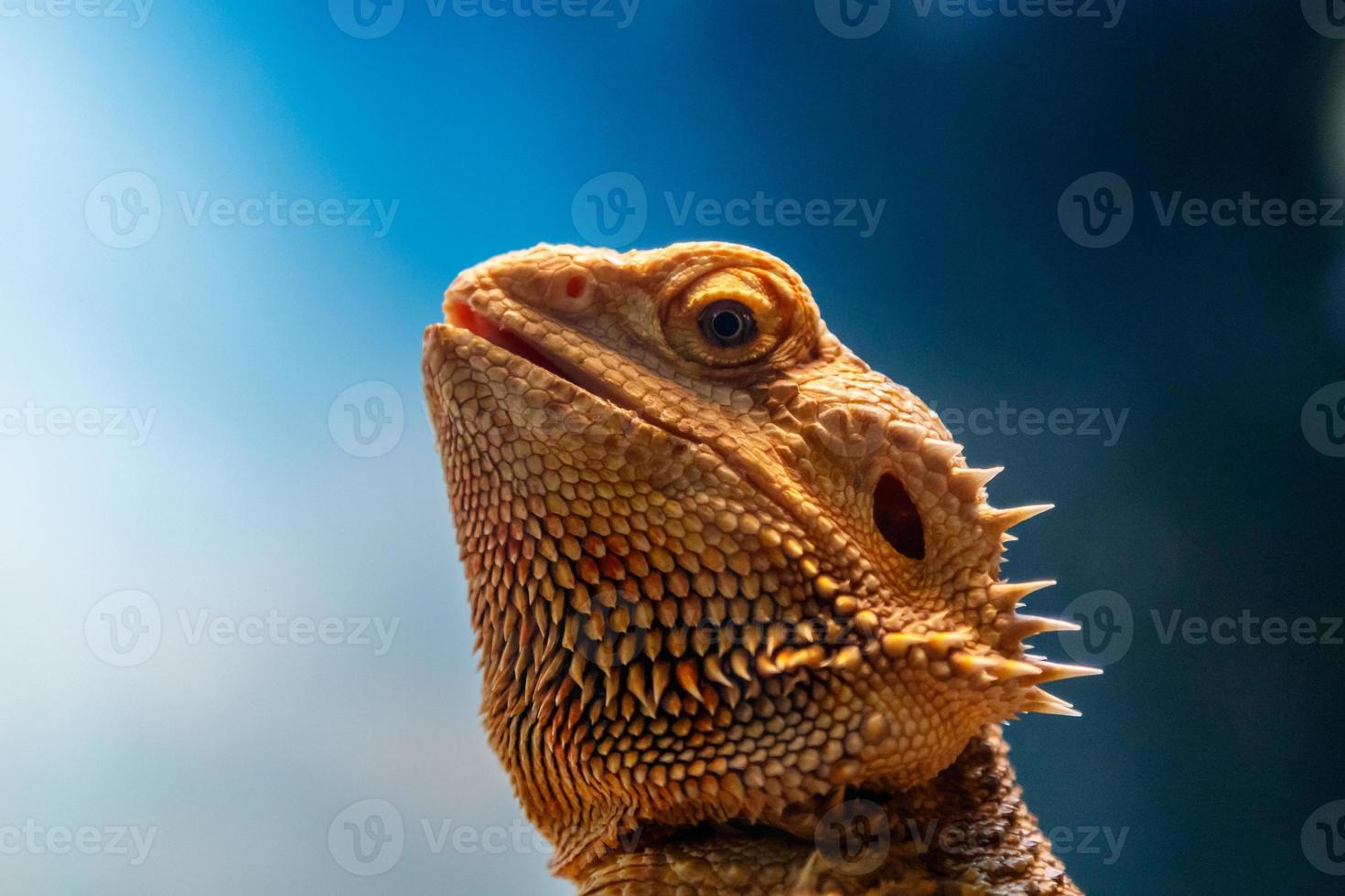 mooi hagedis gebaard agama, pogona vitticeps foto