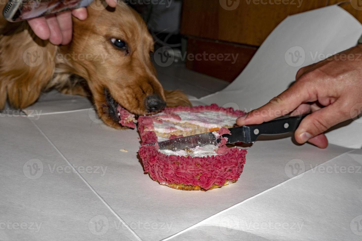 schattig puppy hond cocker spaniel aan het eten verjaardag taart foto