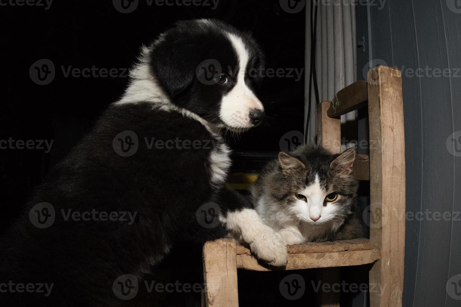 grens collie puppy hond portret met een kat foto