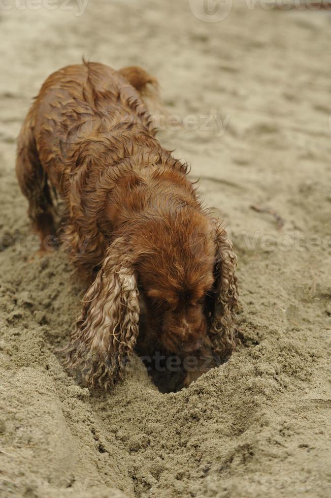 Engels cocker spaniel hond spelen Aan de strand foto