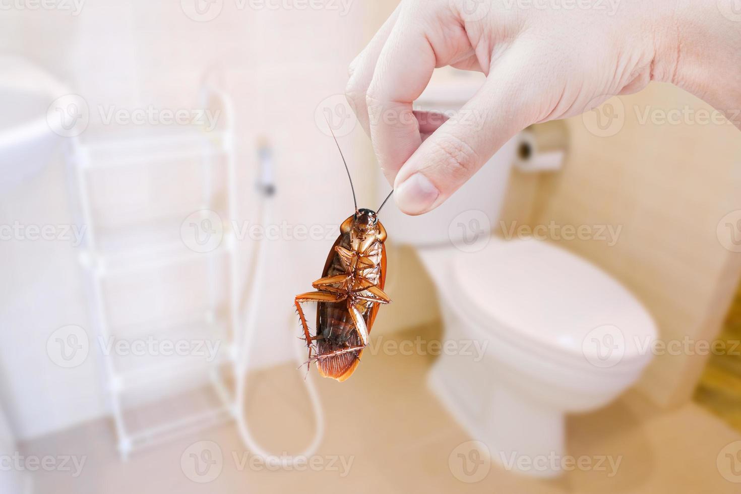 hand- Holding bruin kakkerlak Aan toilet achtergrond, elimineren kakkerlak in toilet, kakkerlakken net zo dragers van ziekte foto