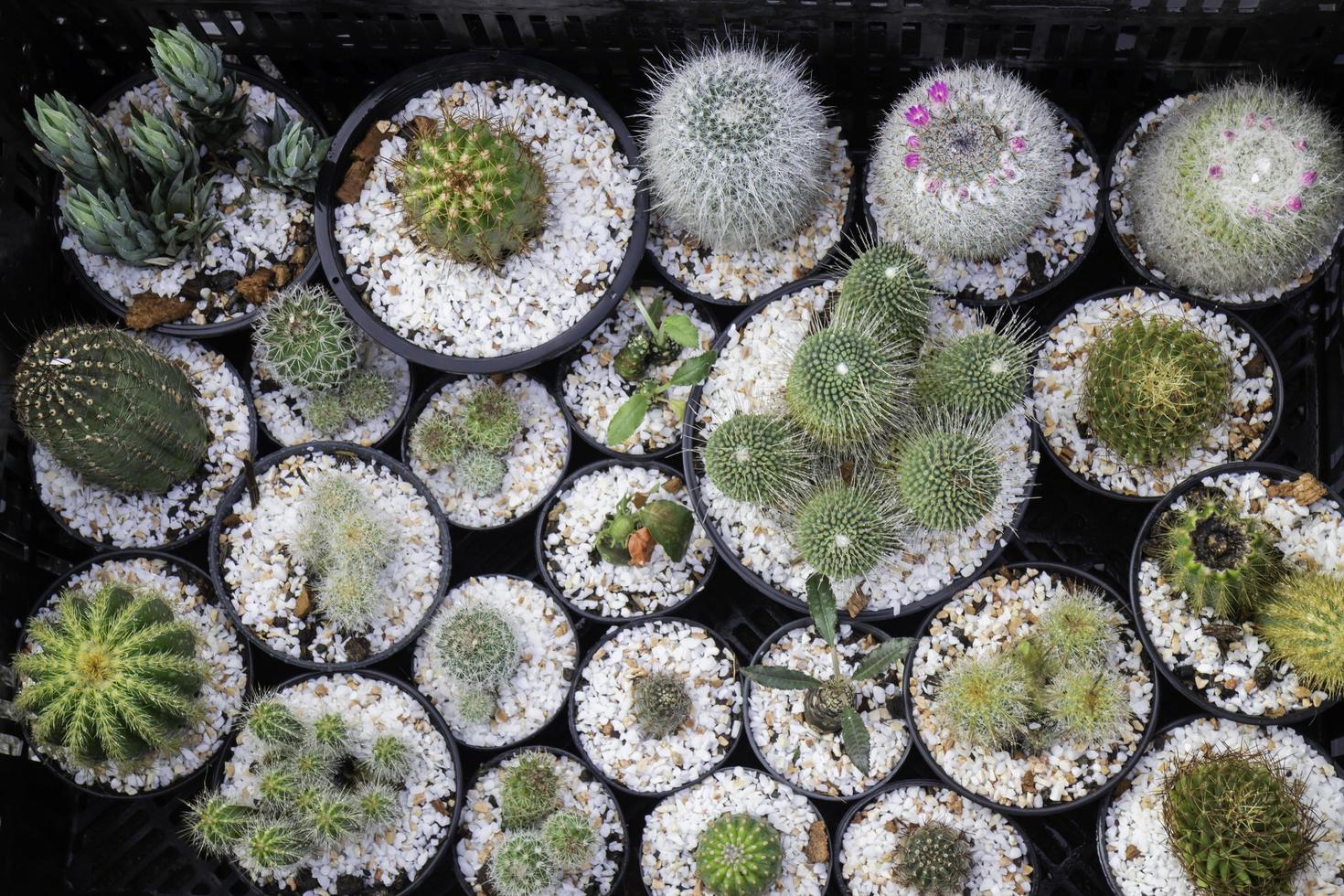 cactussen vetplanten in plantenpotten foto