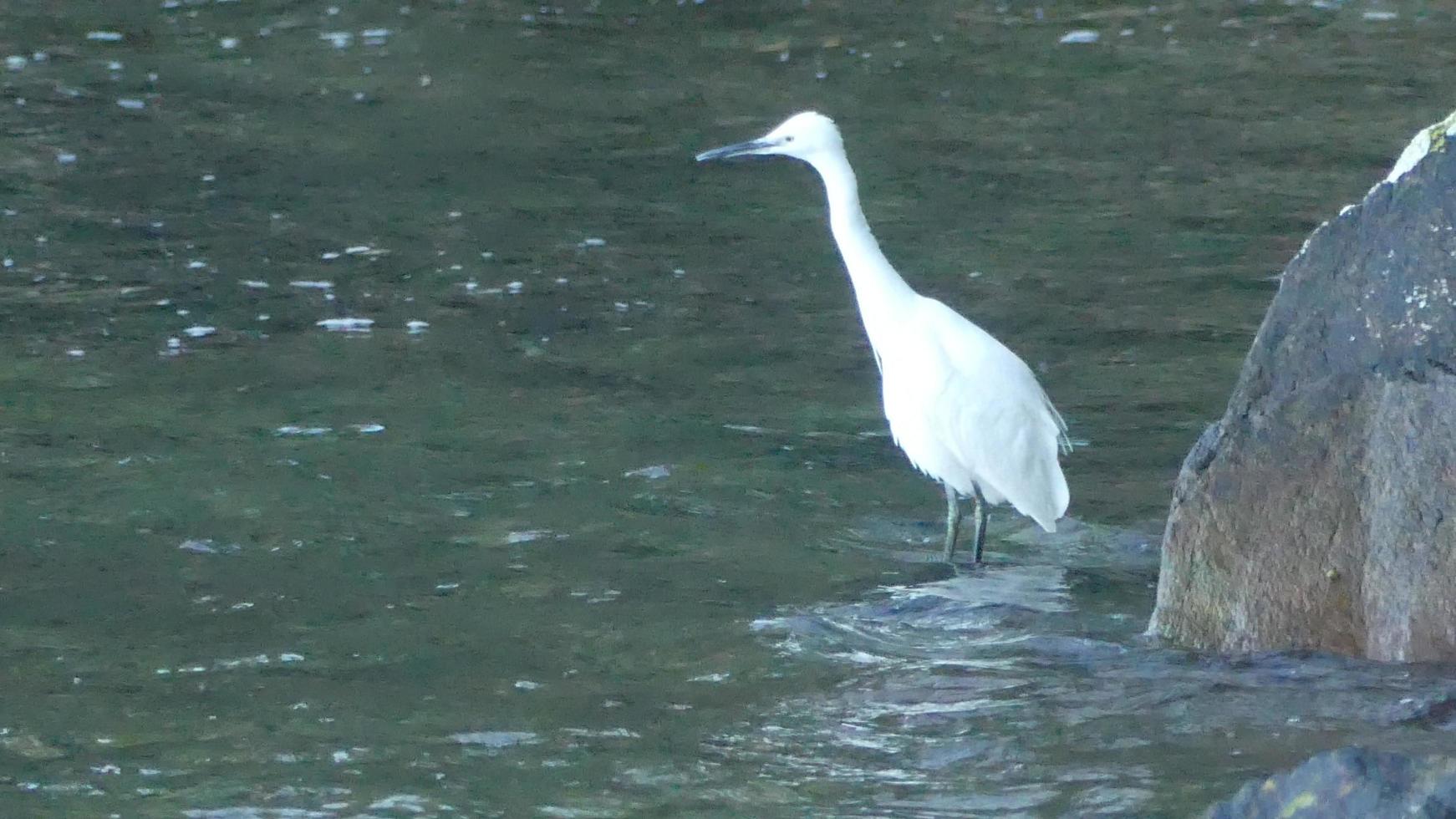 witte zilverreiger op de uitkijk foto