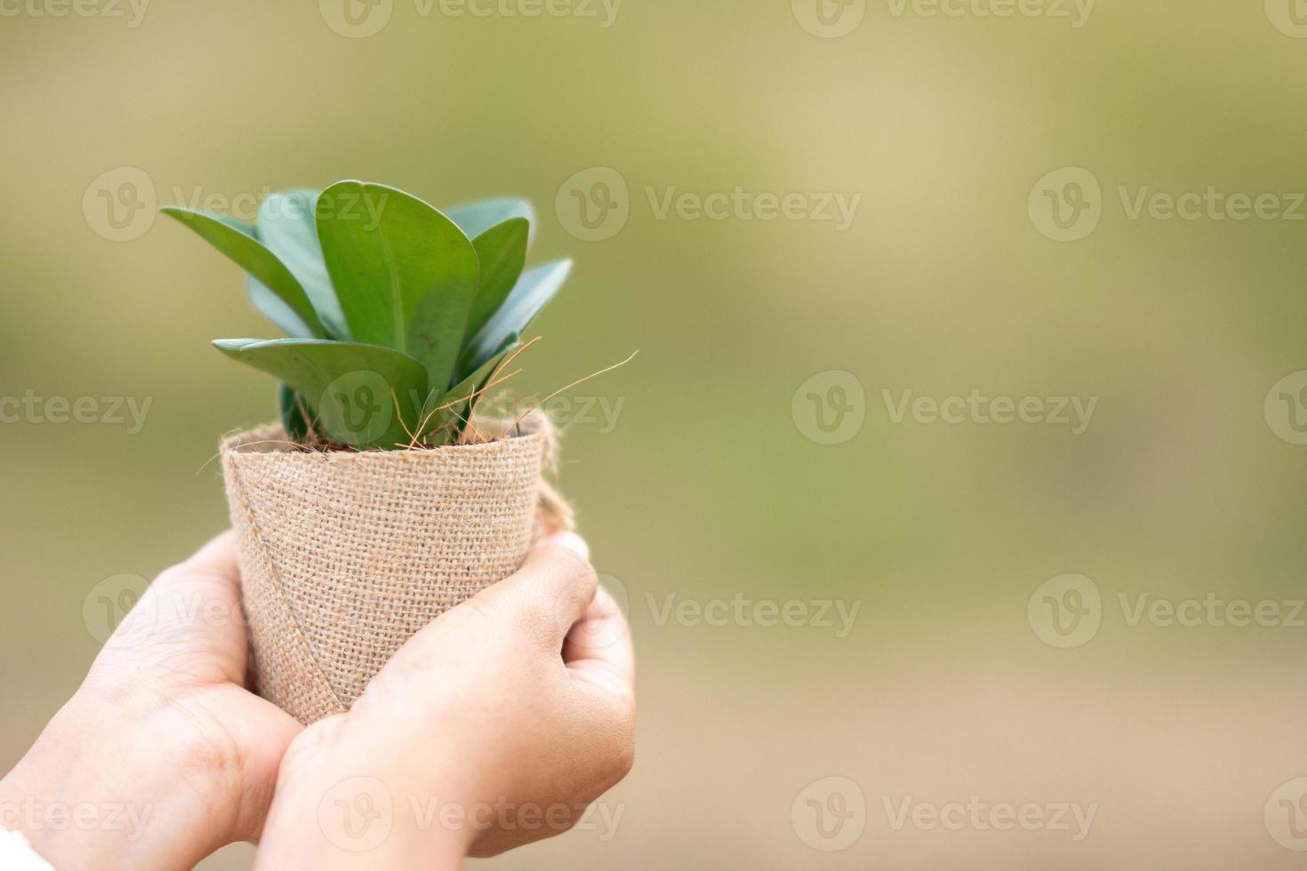 hand- Holding een boom klaar naar toenemen Aan de groente. wereld eco dag concept foto