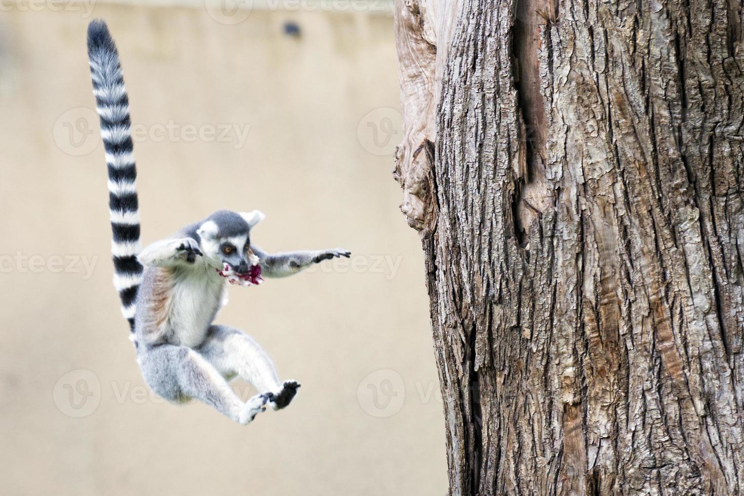 lemur aap terwijl op zoek Bij u foto