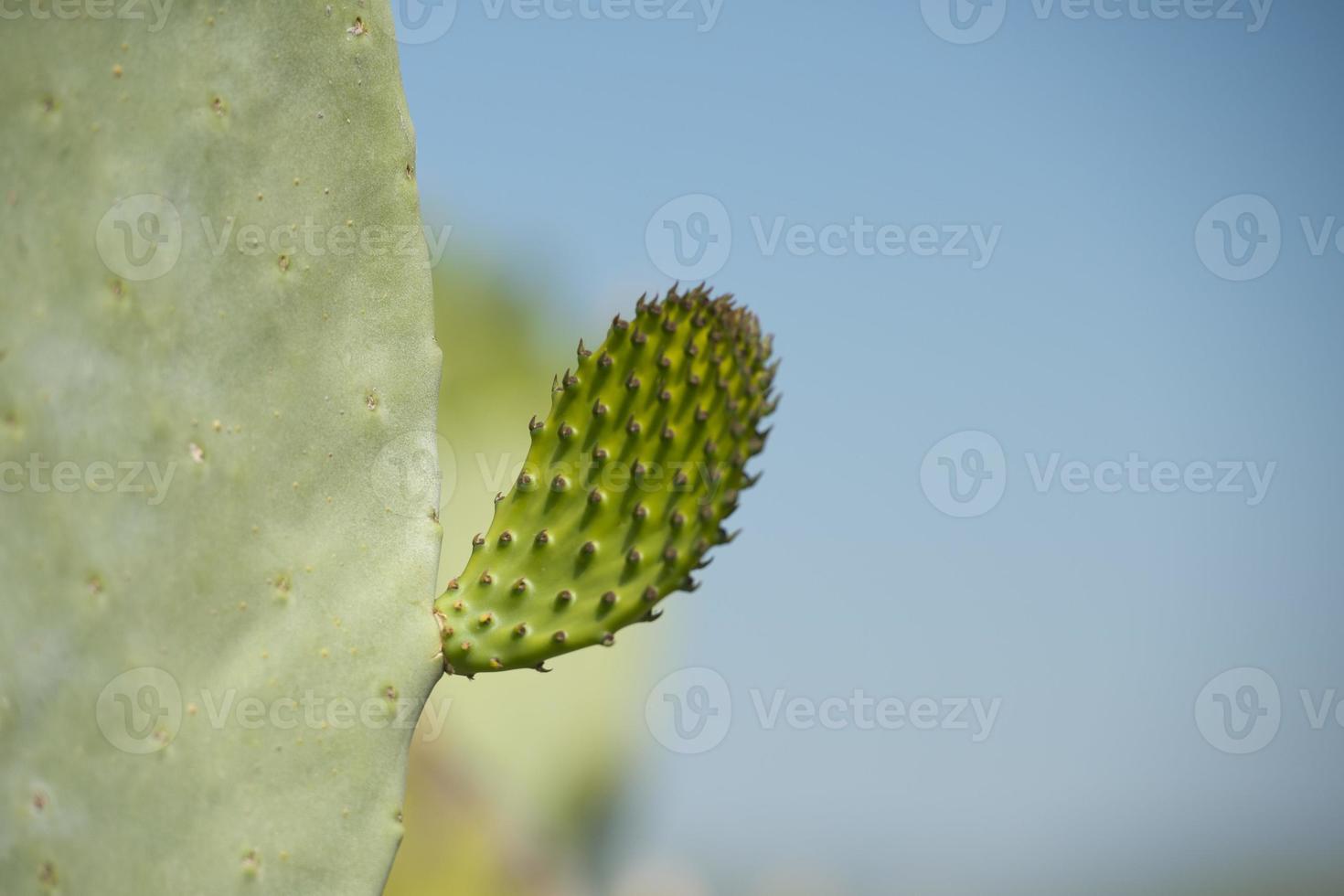 cactus doorn macro detail foto