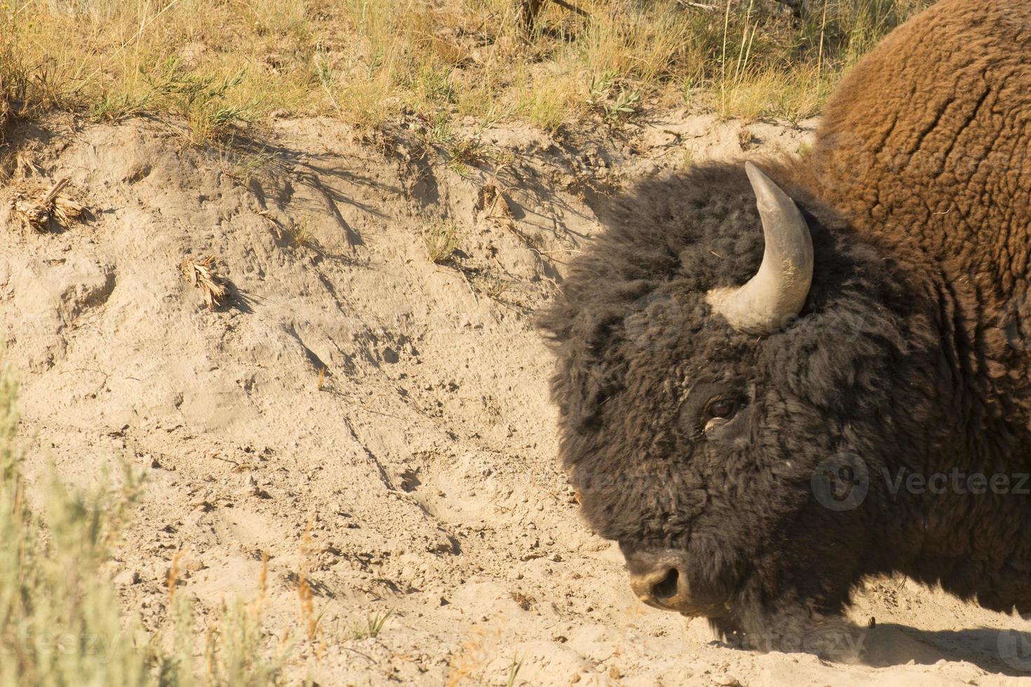 buffel bizon in lamar vallei yellowstone foto