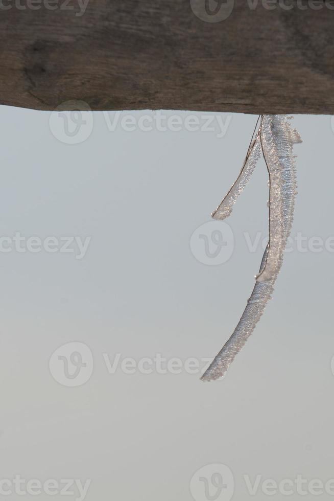 boom Afdeling gedekt door ijs in winter tijd foto