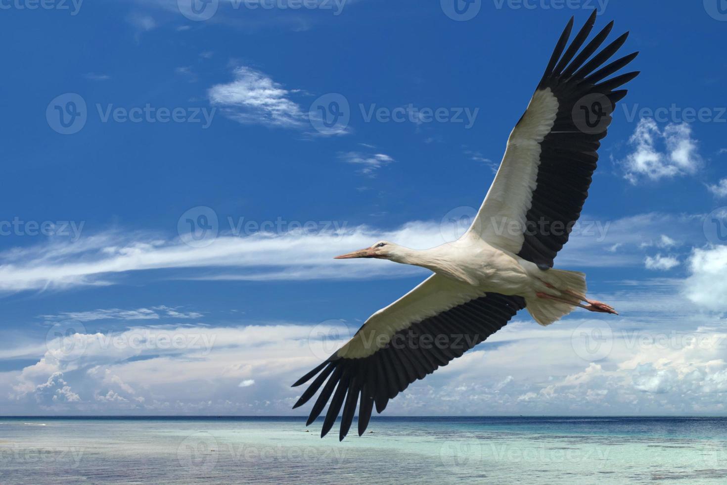 geïsoleerd ooievaar terwijl vliegend Aan de tropisch paradijs turkoois water achtergrond foto