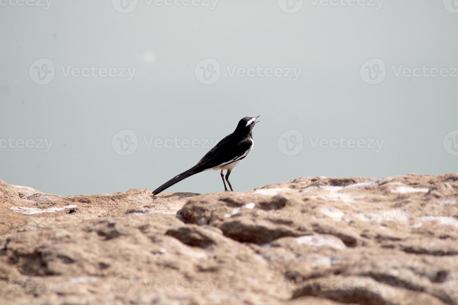 wit wenkbrauwen kwikstaart vogel zittend Aan de steen. foto