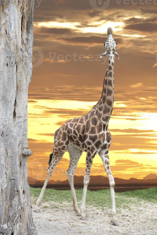 geïsoleerd giraffe Aan de goud lucht achtergrond foto