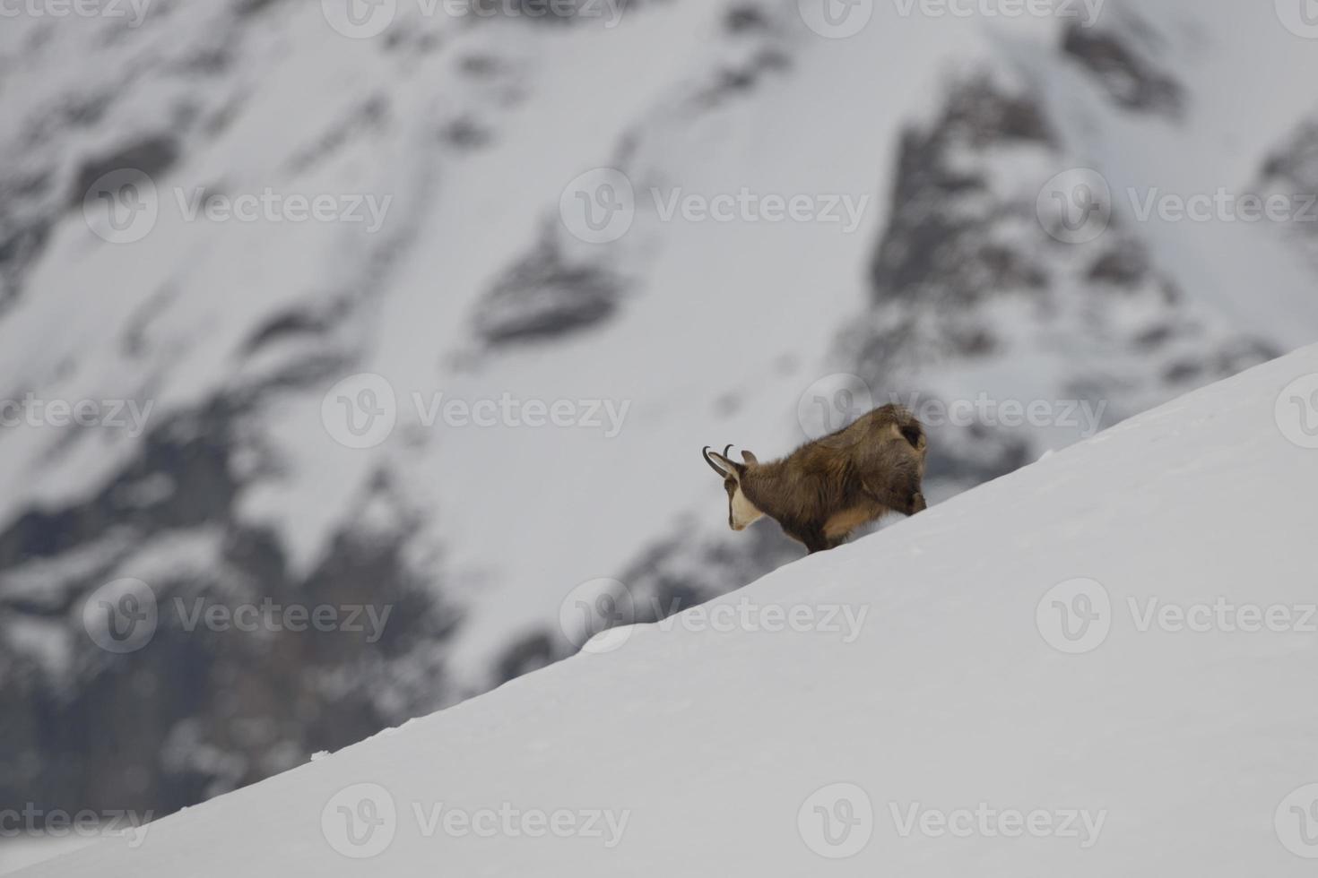 een geïsoleerd gemzen hert in de sneeuw achtergrond foto