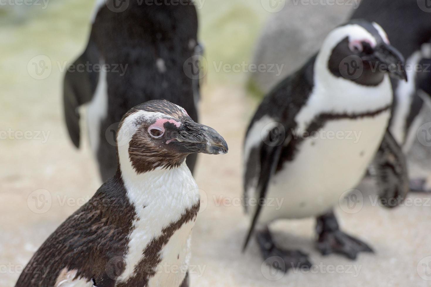 Afrikaanse pinguïn dichtbij omhoog portret foto