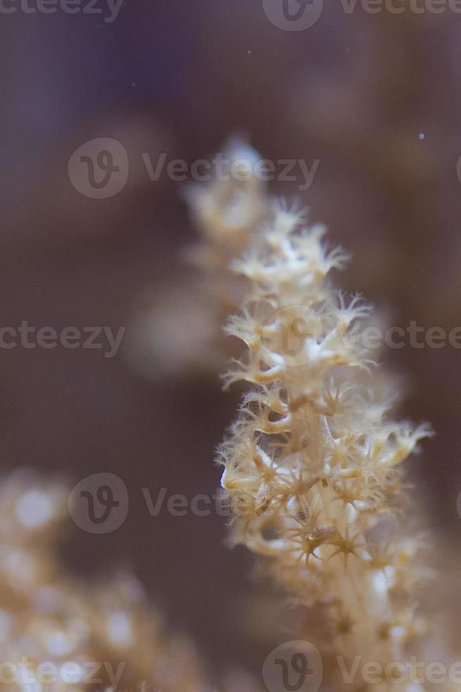 moeilijk koraal macro Aan nacht duiken licht foto