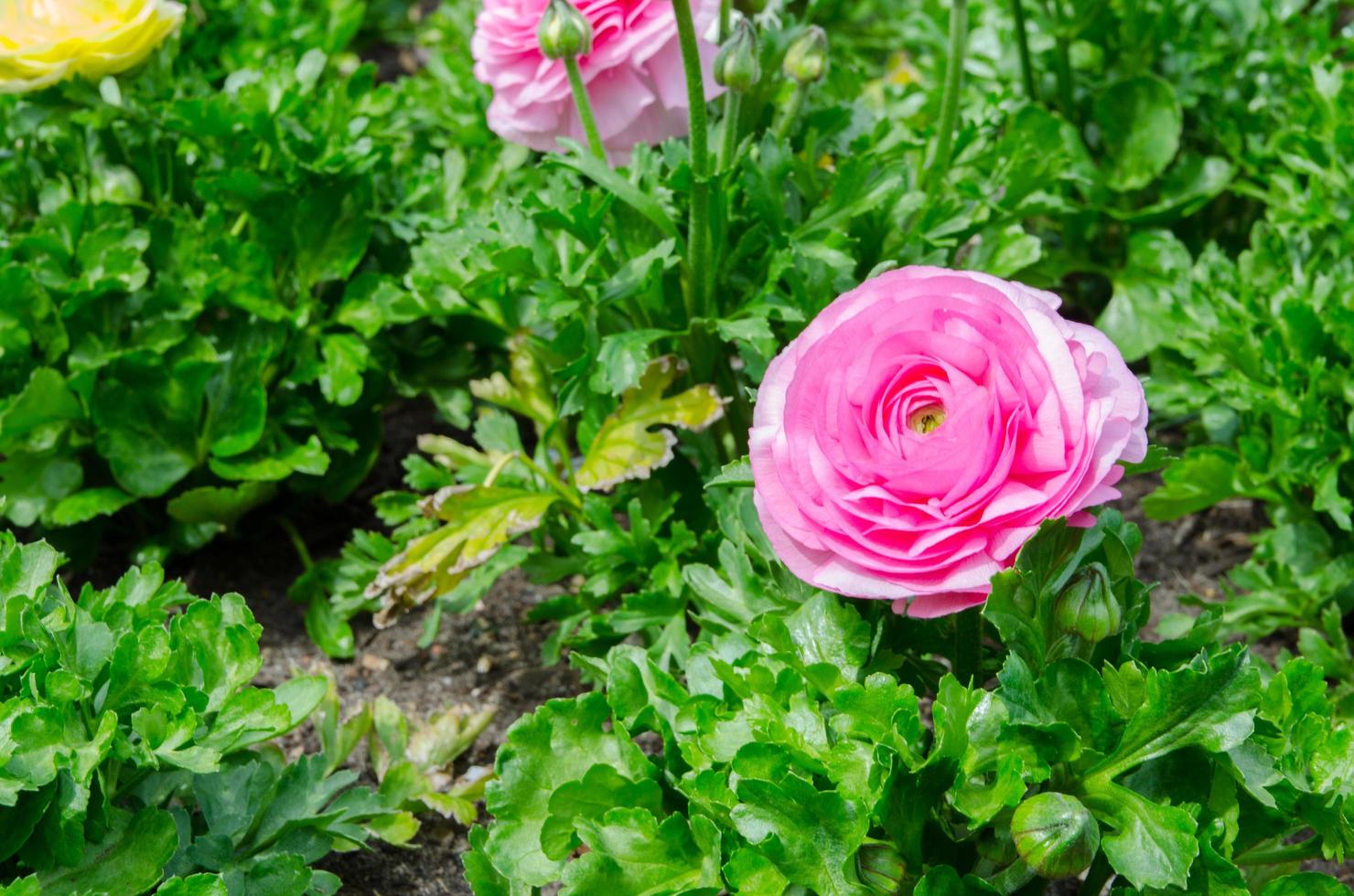 lief roze mooi roos bloem met groen bladeren in de tuin. foto