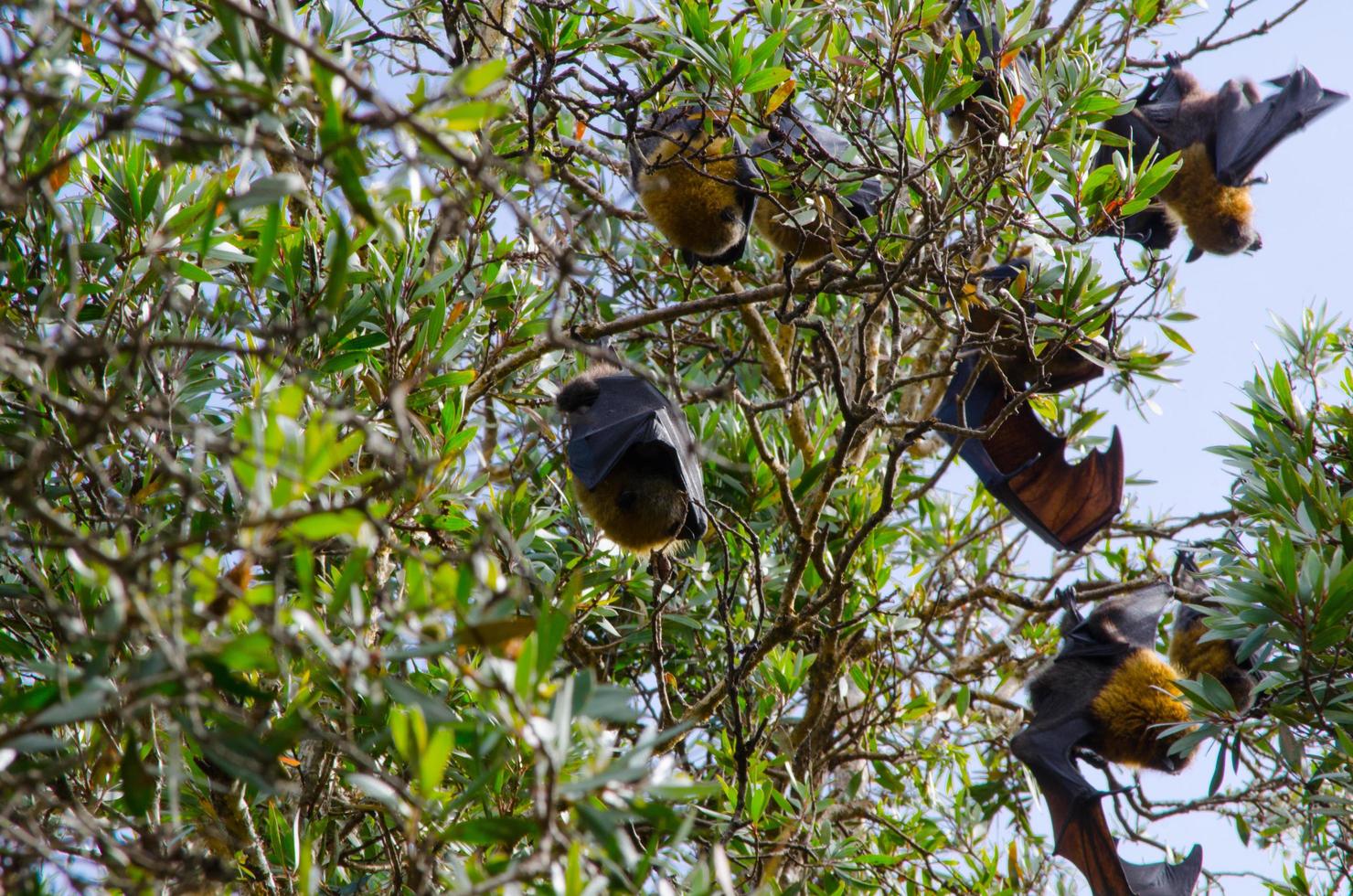 vleermuizen slapen ondersteboven naar beneden Aan de bundel van bomen. foto