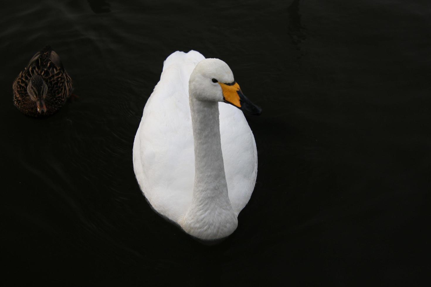 een visie van een hoer zwaan in reykjavik in IJsland foto