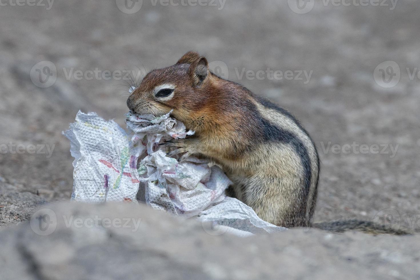 grond eekhoorn portret terwijl aan het eten papier foto
