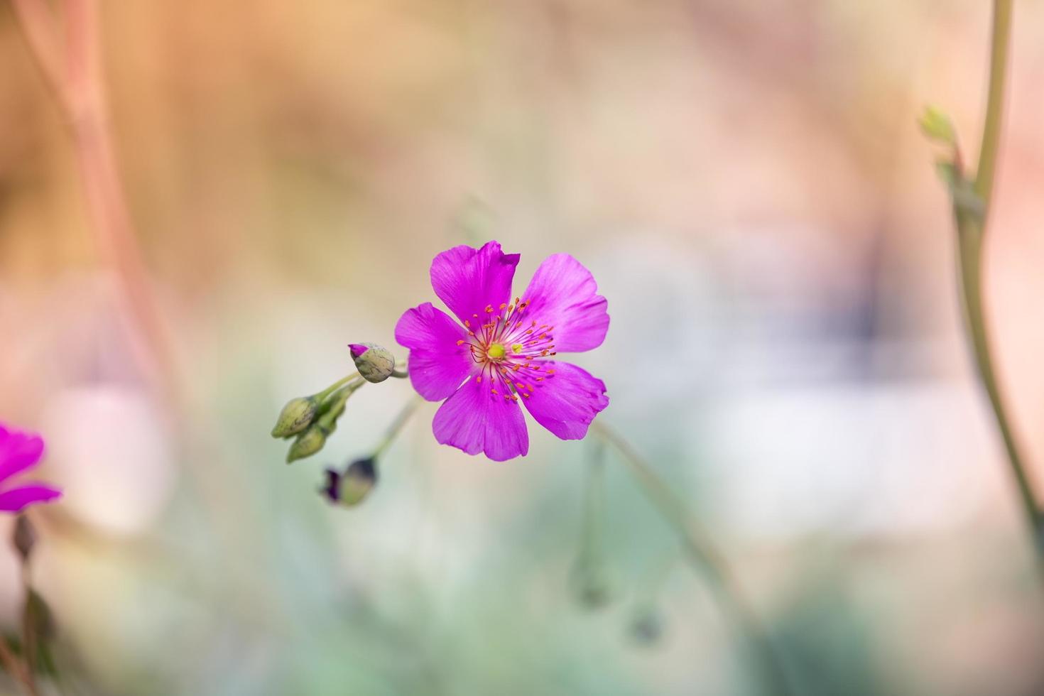 lente in saint louis foto