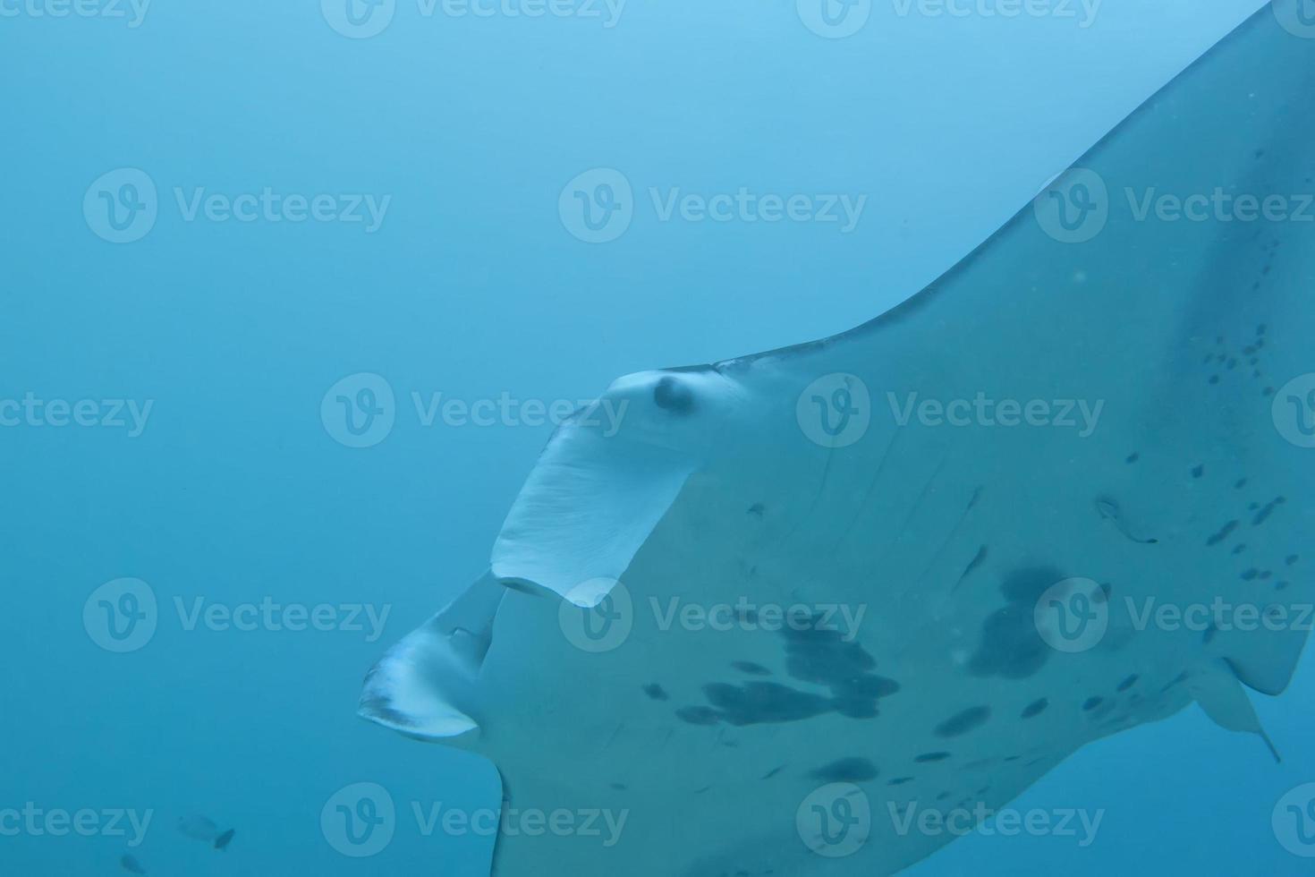 manta in de diep blauw oceaan achtergrond foto